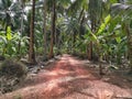 Dirt roadÃ¢â¬â¹ inÃ¢â¬â¹ theÃ¢â¬â¹ park.Green leaves of coconut palm trees standing in bright blue tropical sky,inÃ¢â¬â¹ theÃ¢â¬â¹ garden. Royalty Free Stock Photo